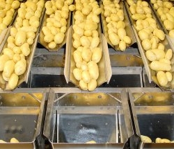 Fresh Potato Supply